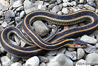 Valley Gartersnake