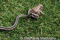 Valley Gartersnake