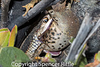 Coast Gartersnake