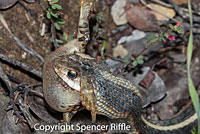 Coast Gartersnake