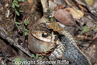 Coast Gartersnake