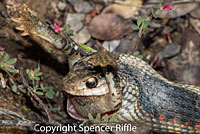 Coast Gartersnake