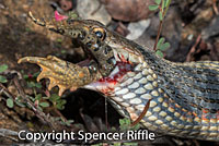 Coast Gartersnake