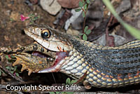 Coast Gartersnake