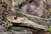 Coast Gartersnake