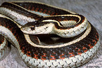 Valley Gartersnake