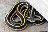 Valley Gartersnake