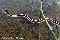 Valley Gartersnake