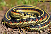 Valley Gartersnake