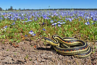 Valley Gartersnake