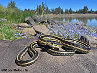 Valley Gartersnake