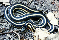 Valley Gartersnake