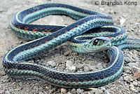 Valley Gartersnake