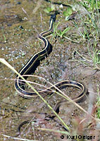 Valley Gartersnake