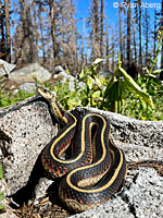 Valley Gartersnake