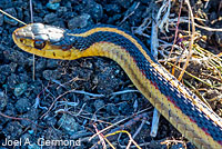 Valley Gartersnake