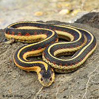 Valley Gartersnake