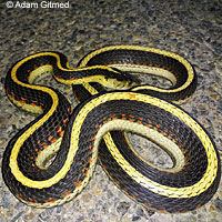 Valley Gartersnake