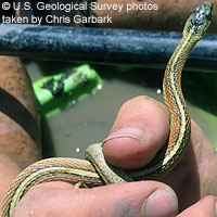 Valley Gartersnake