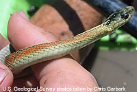 Valley Gartersnake