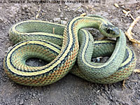 Valley Gartersnake