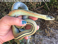 Valley Gartersnake