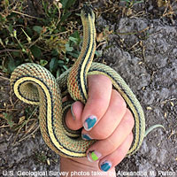 Valley Gartersnake