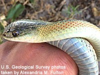 Valley Gartersnake