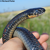 Valley Gartersnake