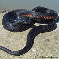 Valley Gartersnake