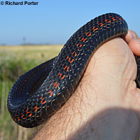 Valley Gartersnake