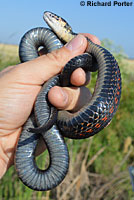 Valley Gartersnake