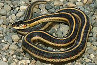 Valley Gartersnake