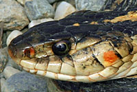 Valley Gartersnake