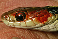 California Red-sided Gartersnake