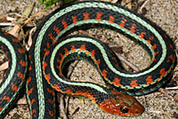 California Red-sided Gartersnake