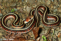 California Red-sided Gartersnake