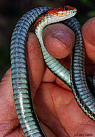 California Red-sided Gartersnake