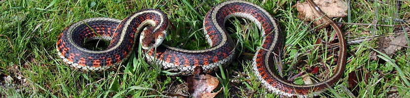 California Red-sided Gartersnake