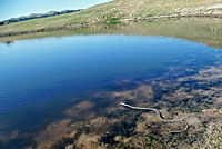 Valley Gartersnake