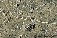 California Red-sided Gartersnake