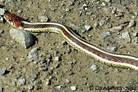 California Red-sided Gartersnake