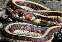 Valley Gartersnake