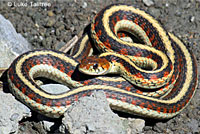 Valley Gartersnake