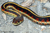 California Red-sided Gartersnake