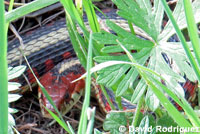 California Red-sided Gartersnake