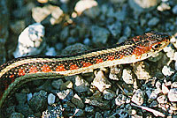 California Red-sided Gartersnake