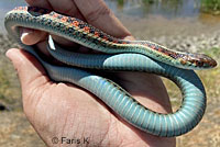 California Red-sided Gartersnake