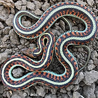 California Red-sided Gartersnake