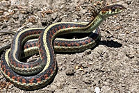 California Red-sided Gartersnake